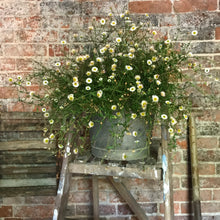 Load image into Gallery viewer, Vintage florist&#39;s bucket #1
